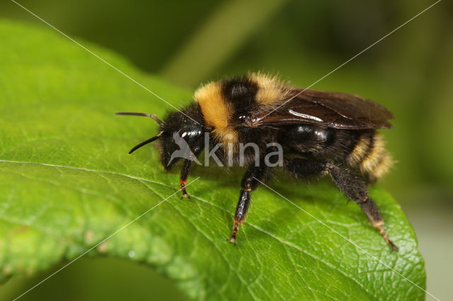 Gewone koekoekshommel (Bombus campestris)