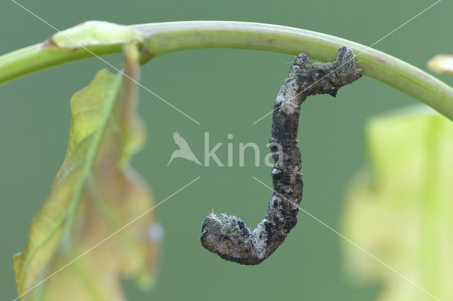 Ringspikkelspanner (Hypomecis punctinalis)