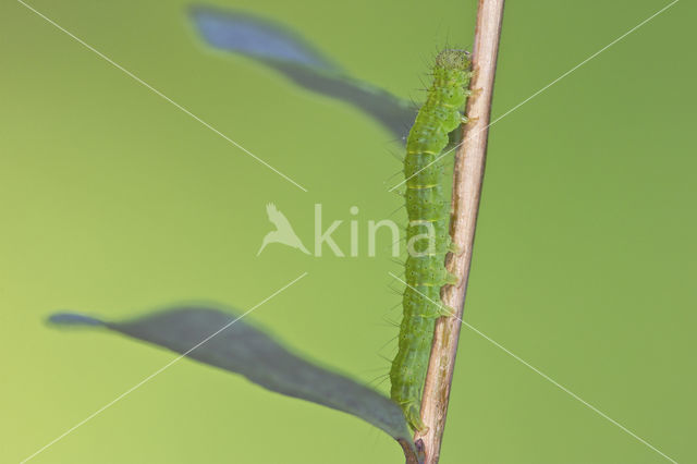 Bosbessnuituil (Hypena crassalis)