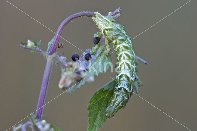 Brandnetelkapje (Abrostola tripartita)