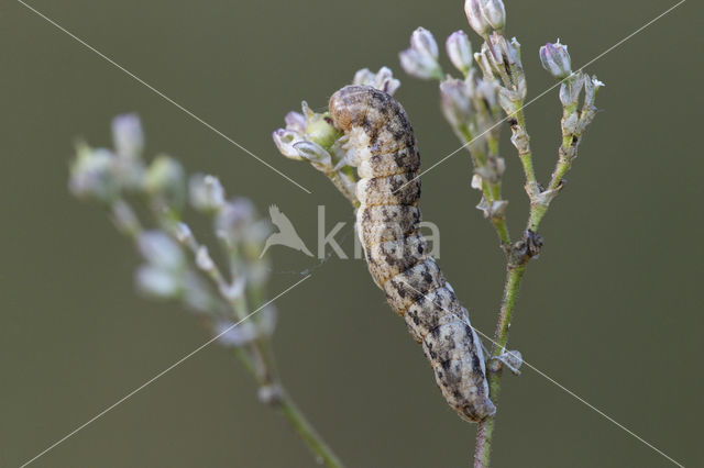 Oorsilene-uil (Hadena irregularis)