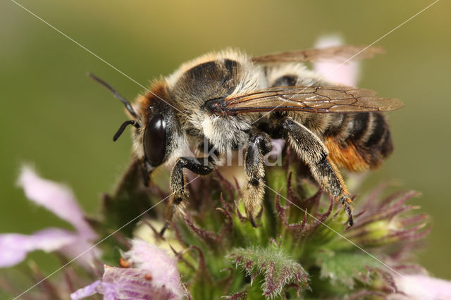 Megachile lagopoda