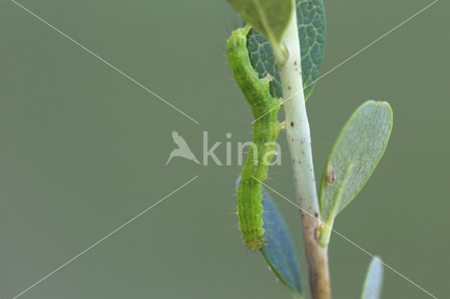 Bosbessnuituil (Hypena crassalis)