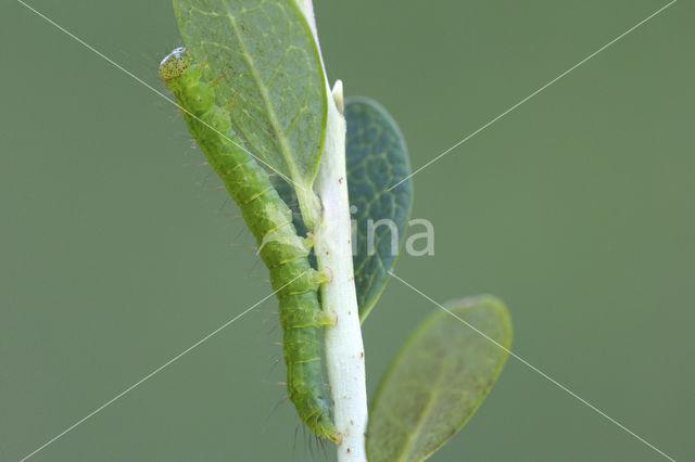 Bosbessnuituil (Hypena crassalis)