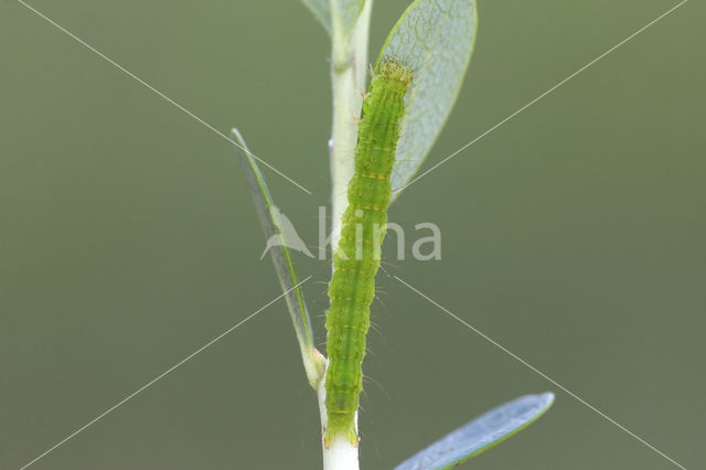 Bosbessnuituil (Hypena crassalis)