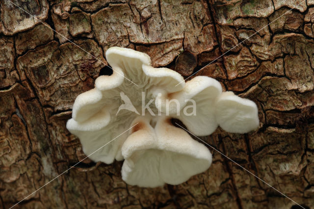 Crimped Gill (Plicaturopsis crispa)