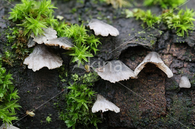 Harig dwergoortje (Resupinatus applicatus)