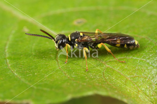 Gewone Vliegendoder (Mellinus arvensis)