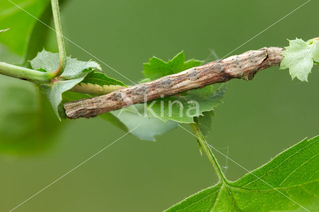 Kortzuiger (Crocallis elinguaria)