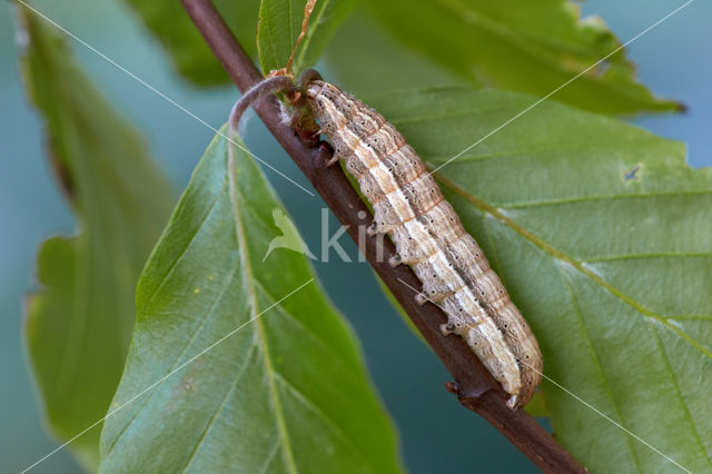 Kleine huismoeder (Noctua interjecta)