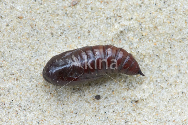 Piramidevlinder (Amphipyra pyramidea)