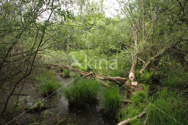 Europese bever (Castor fiber)