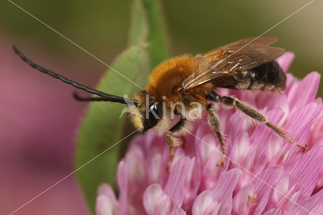 Gewone langhoornbij (Eucera longicornis)