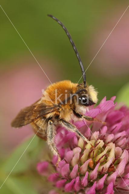 Gewone langhoornbij (Eucera longicornis)