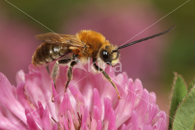 Gewone langhoornbij (Eucera longicornis)