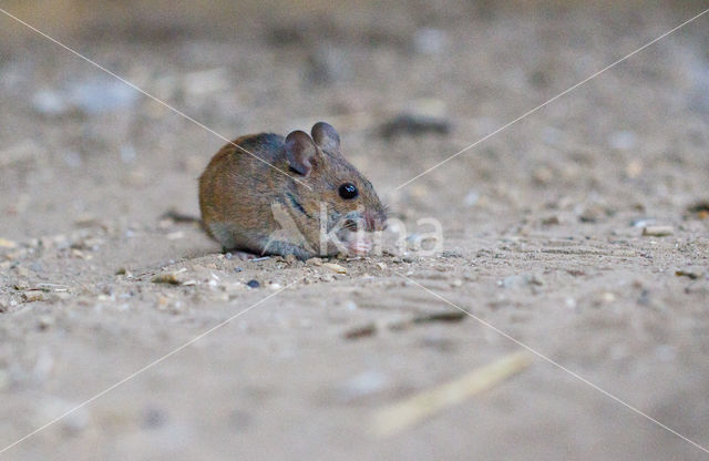 Bosmuis (Apodemus sylvaticus)