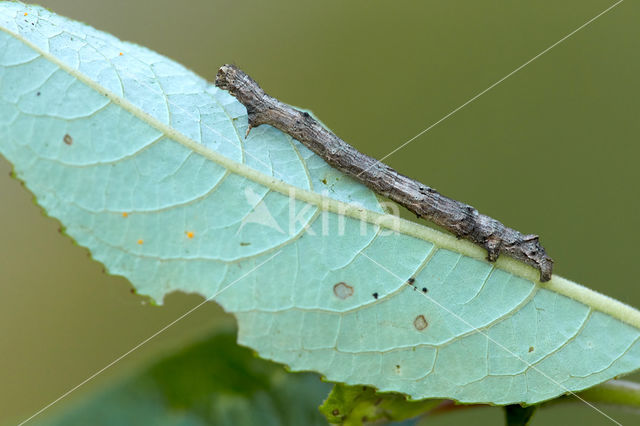 Getande spanner (Odontopera bidentata)