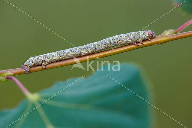 Dunvlerkvlinder (Lycia hirtaria)