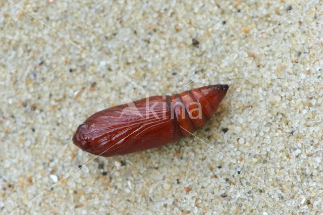 Lindegouduil (Xanthia citrago)