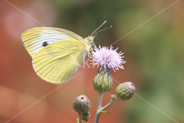 Scheefbloemwitje (Pieris mannii)