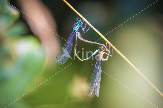 Lantaarntje (Ischnura elegans)