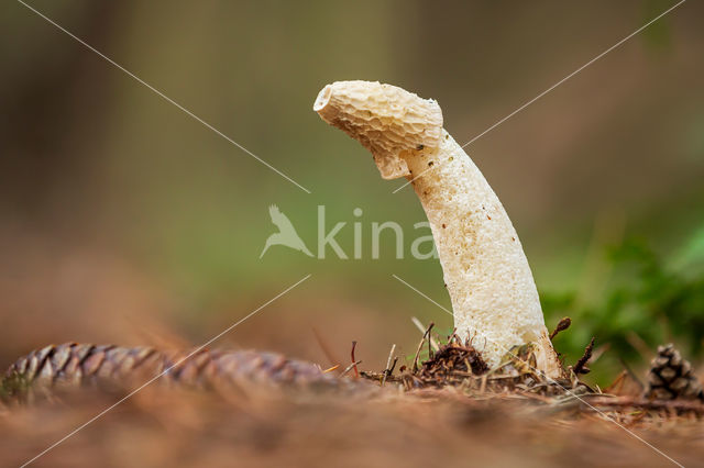 Vliegenzwam (Amanita muscaria)