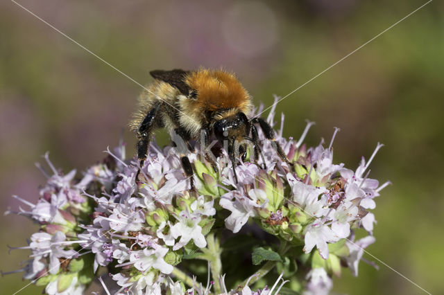 Brown-banded carder bee (Bombus humilis)