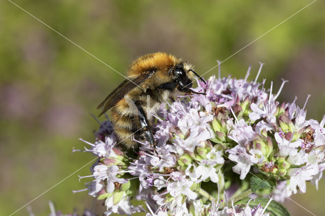 Brown-banded carder bee (Bombus humilis)