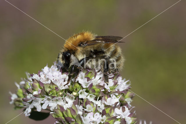 Brown-banded carder bee (Bombus humilis)