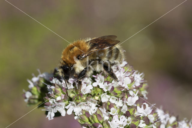 Heidehommel (Bombus humilis)