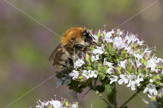 Heidehommel (Bombus humilis)