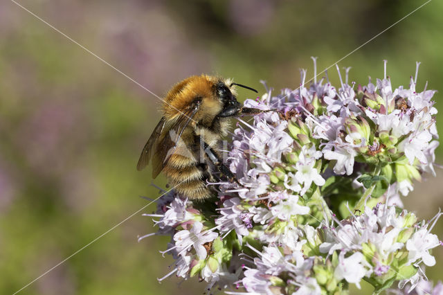 Heidehommel (Bombus humilis)