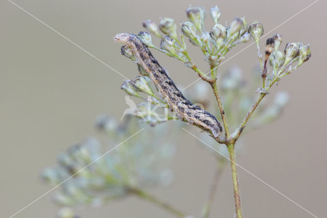 Oorsilene-uil (Hadena irregularis)