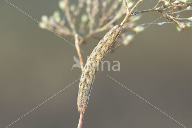 Oorsilene-uil (Hadena irregularis)