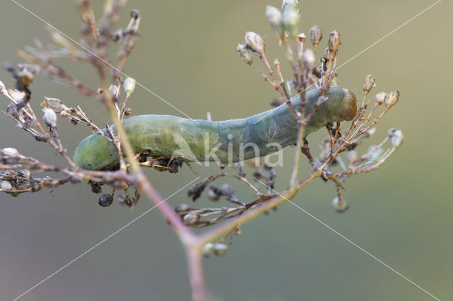 tandjesuil (Sideridis albicolon)