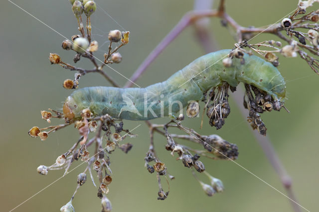 tandjesuil (Sideridis albicolon)