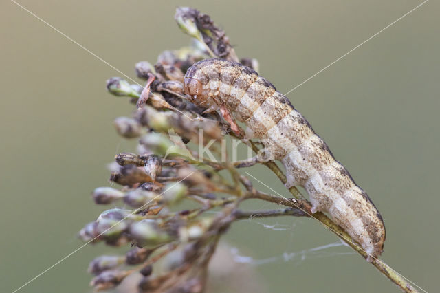 Oorsilene-uil (Hadena irregularis)