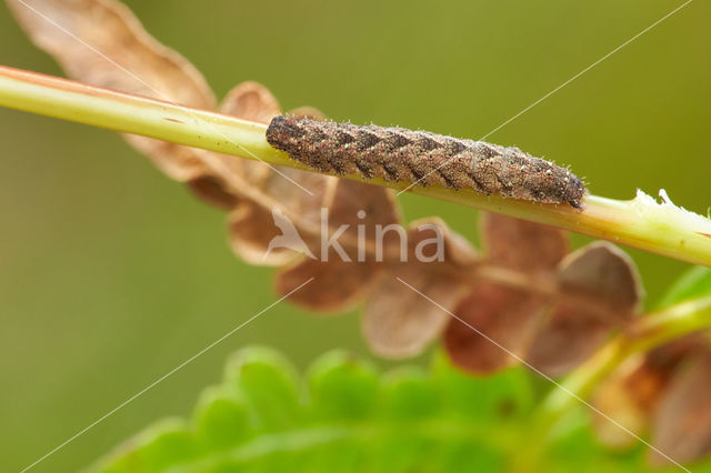 Schaduwsnuituil (Herminia tarsicrinalis)