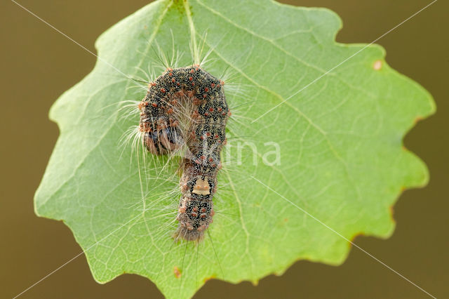 Schilddrager (Acronicta megacephala)