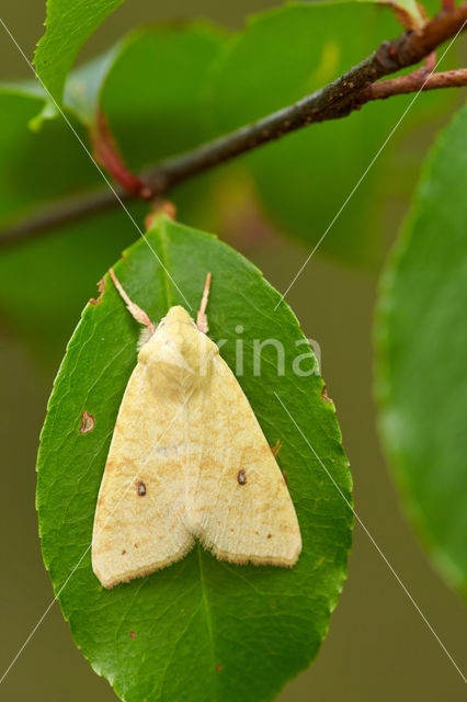 The Sallow (Xanthia icteritia)