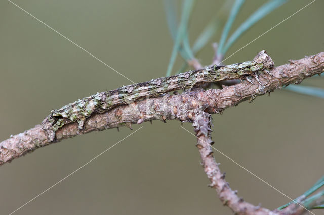 Getande spanner (Odontopera bidentata)