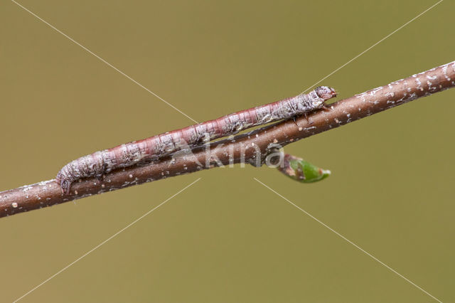 Peacock Moth (Macaria notata)