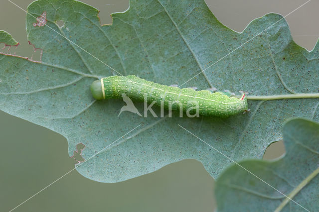 Zilveren groenuil (Pseudoips prasinana)