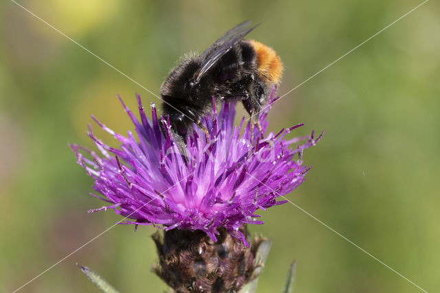 Steenhommel (Bombus lapidarius)