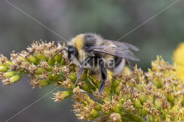 Veldhommel (Bombus lucorum)