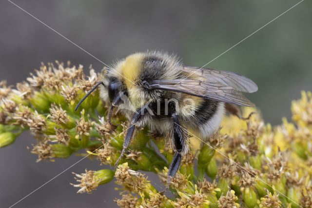 Veldhommel (Bombus lucorum)