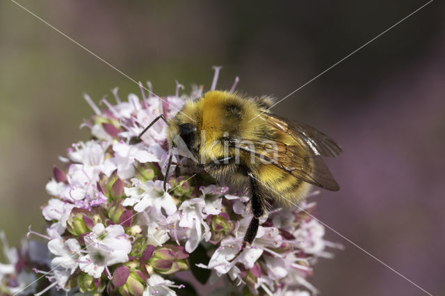 Veldhommel (Bombus lucorum)