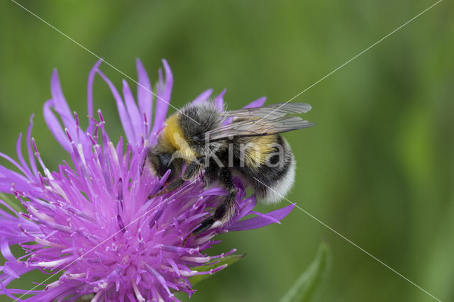 Veldhommel (Bombus lucorum)