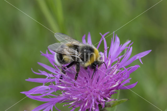 Veldhommel (Bombus lucorum)