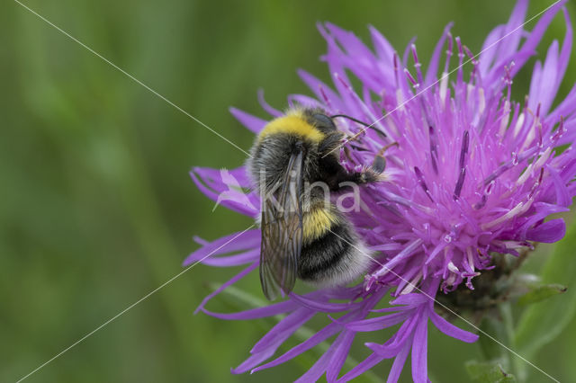 Veldhommel (Bombus lucorum)